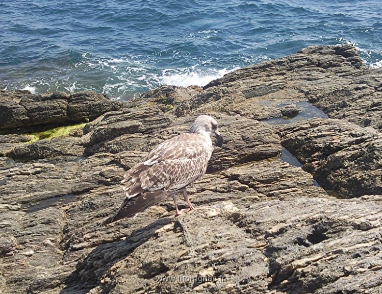 Jeune mouette  4.jpg - Jeune mouette.